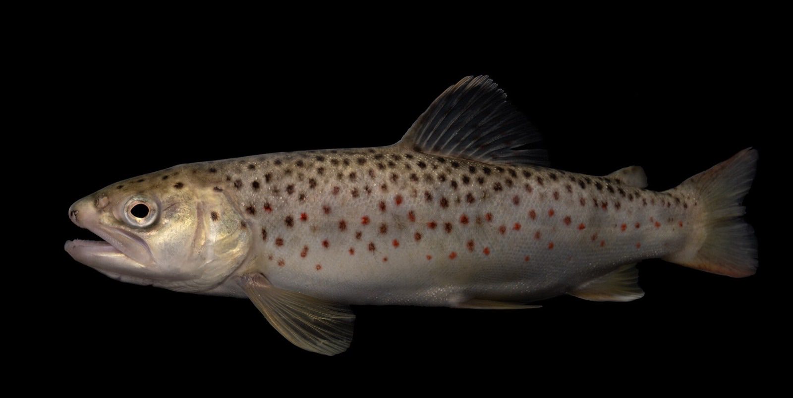 A brown trout with dark spots and a golden belly