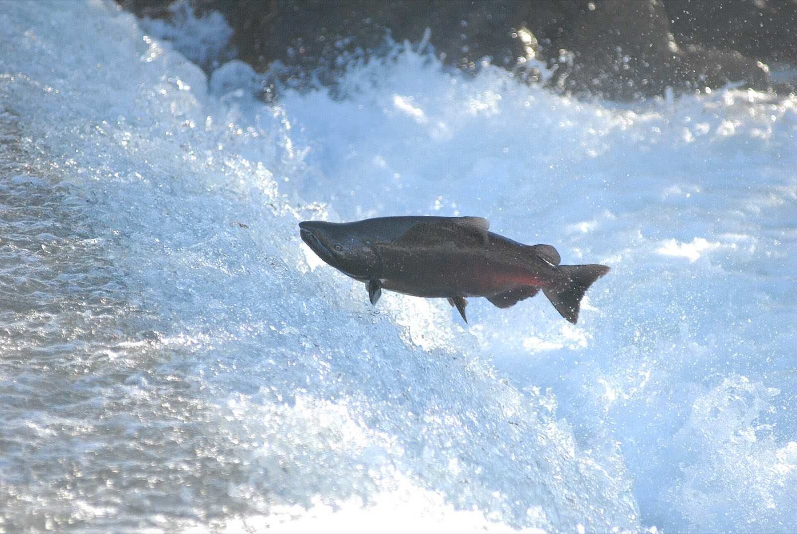 A Chinook salmon leaping up a waterfall during its fall spawning run