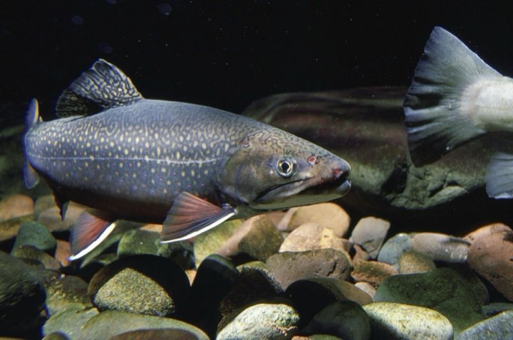 A wild brook trout over gravel in a cold stream