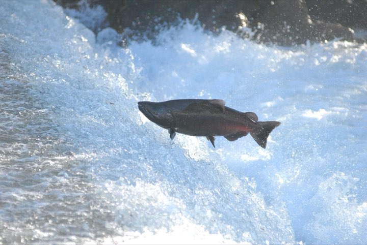A Chinook salmon leaping up a waterfall