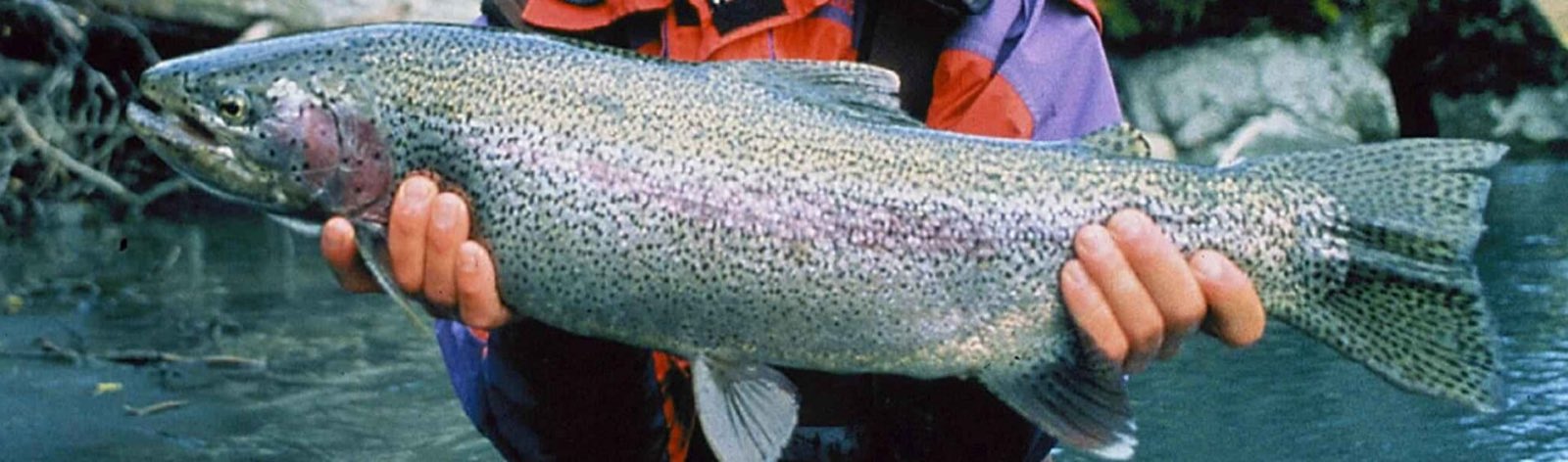 An angler holding a bright steelhead low over the water